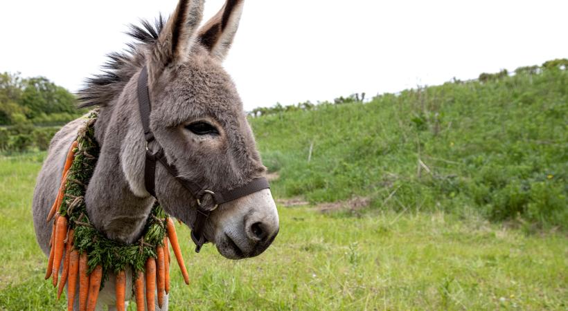 Donkey with a braid of carrotts
